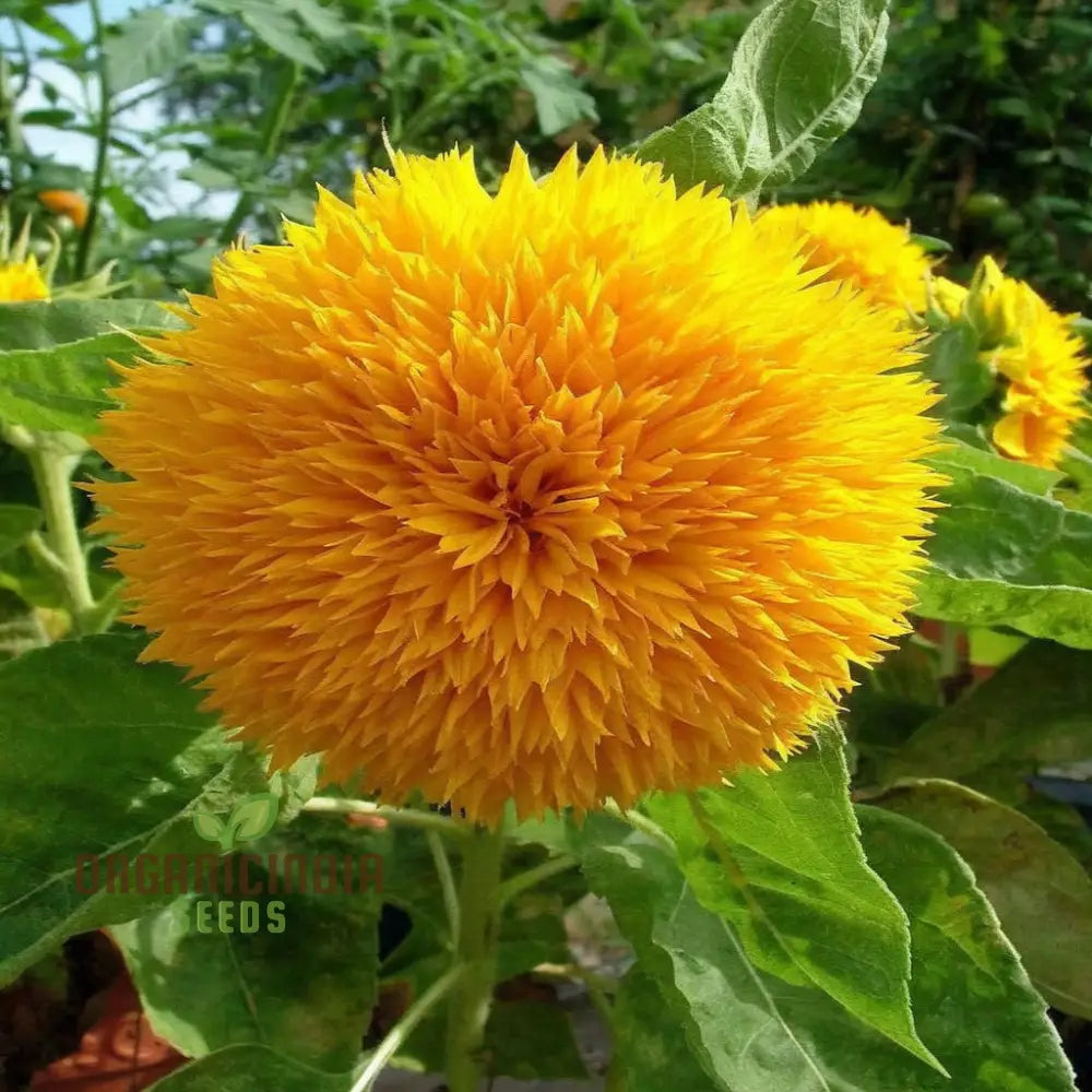 Sunflower Double Orange Flower Seeds