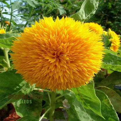 Sunflower Double Orange Flower Seeds