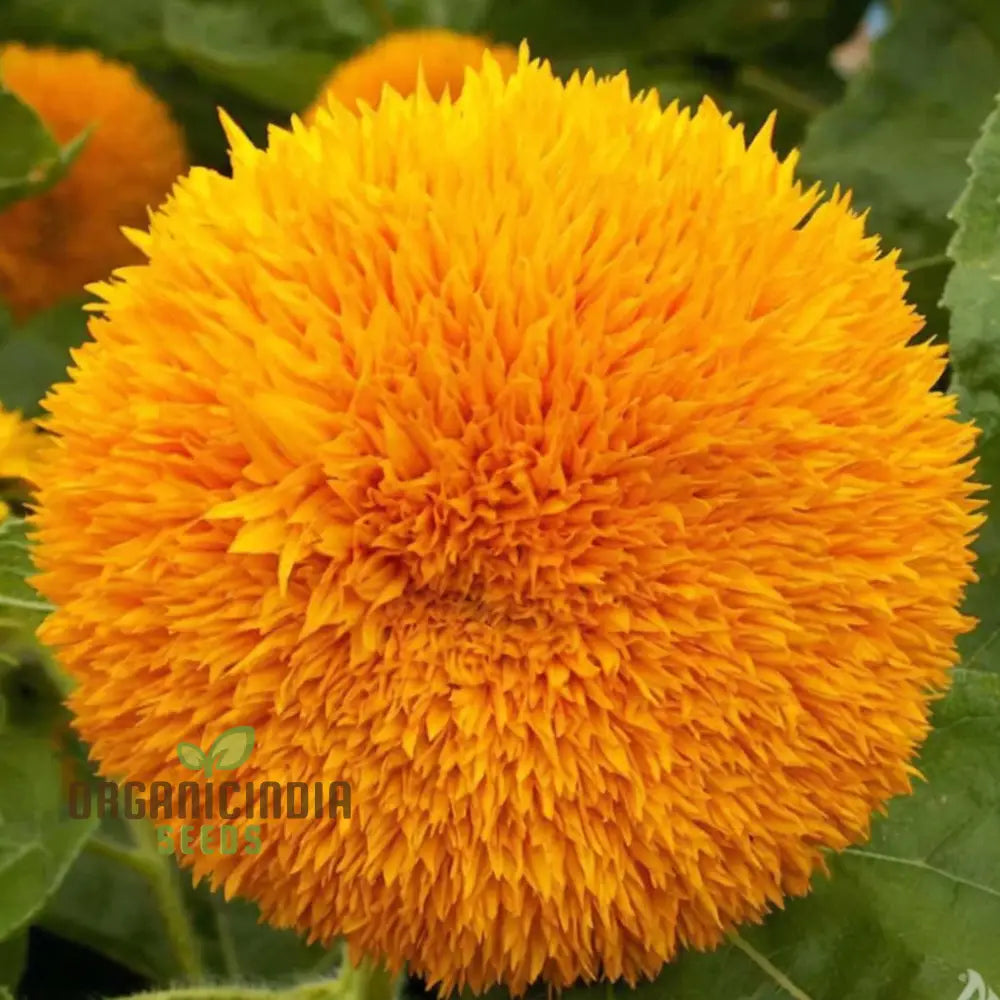 Sunflower Double Orange Flower Seeds