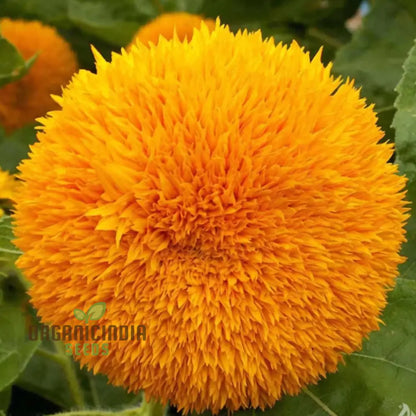 Sunflower Double Orange Flower Seeds