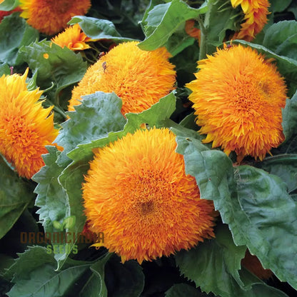 Sunflower Double Orange Flower Seeds