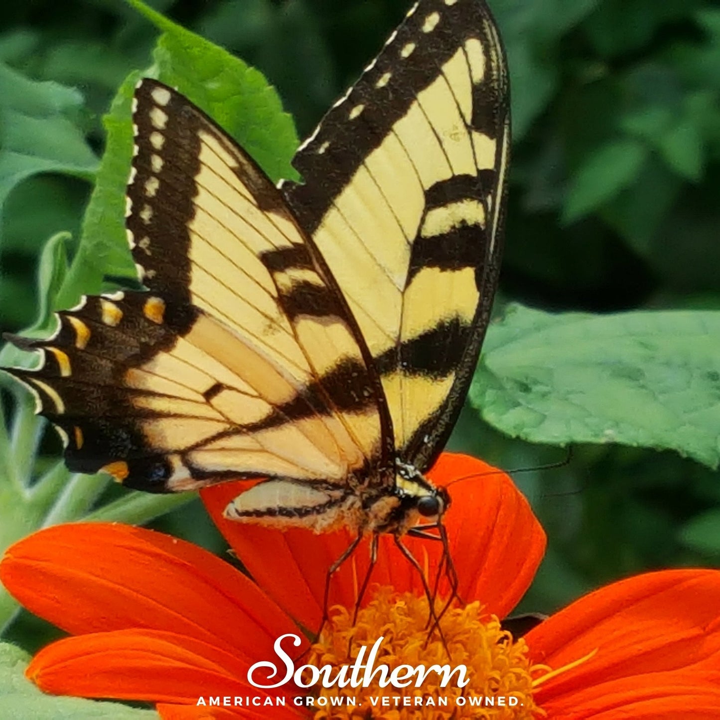 Mexican Sunflower – 50 Seeds
