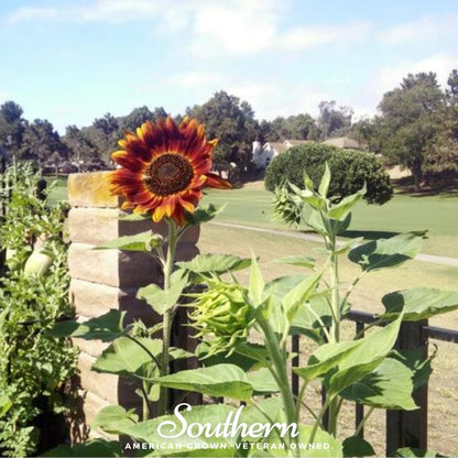 Velvet Queen Sunflower – 25 Seeds