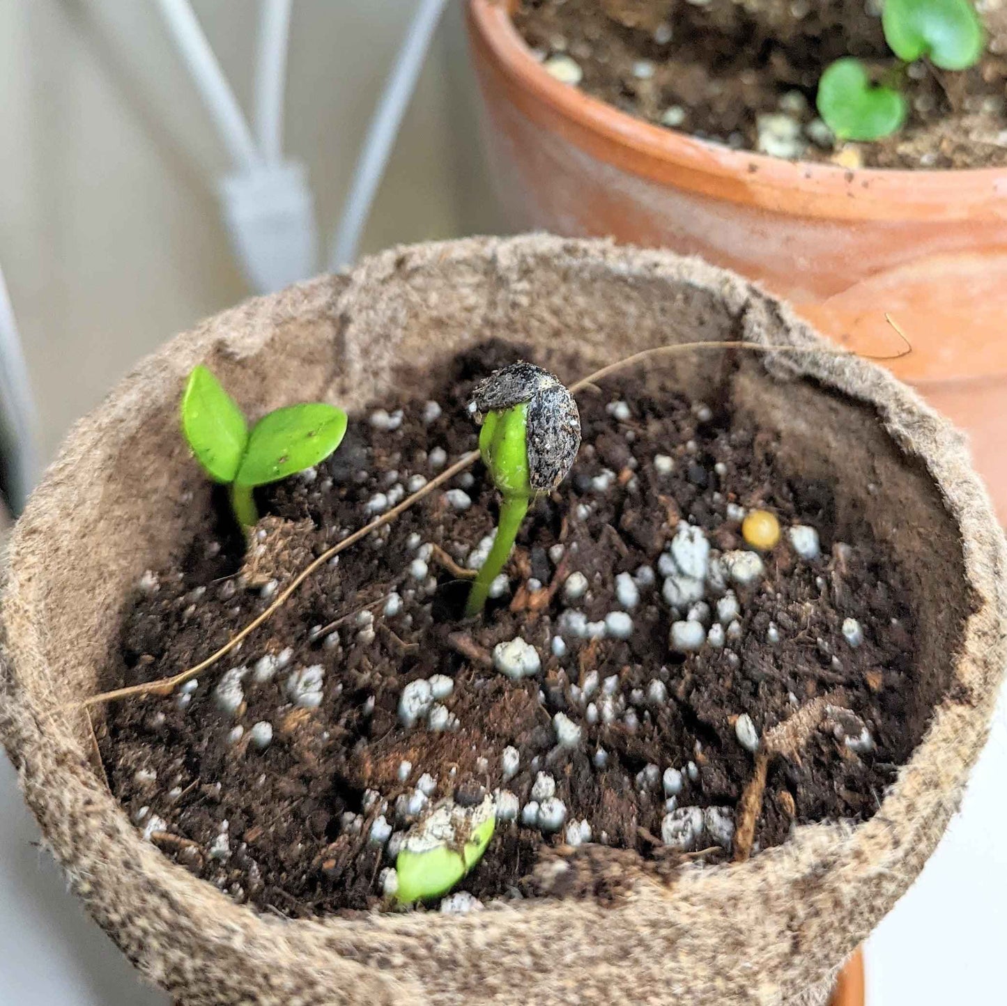 Sunspot Sunflower Seeds