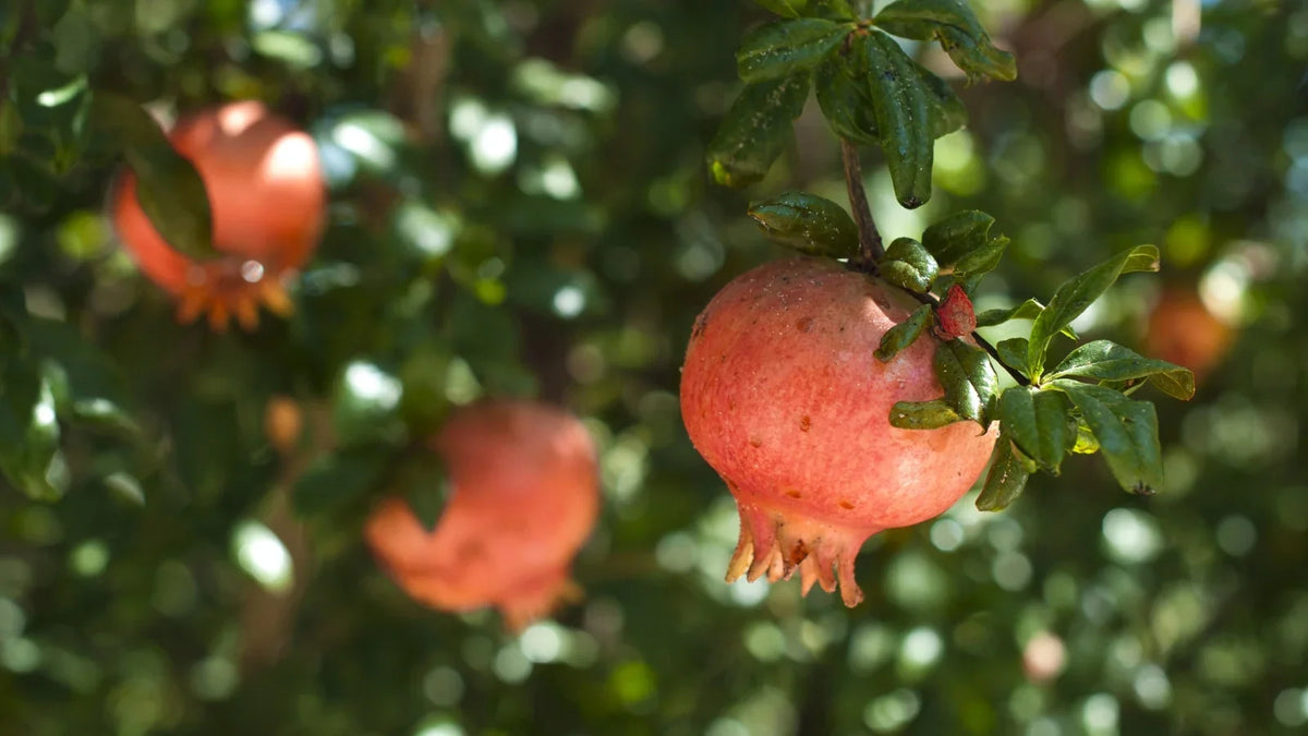 Surh-Anor Russian Pomegranate (Punica granatum) seedling