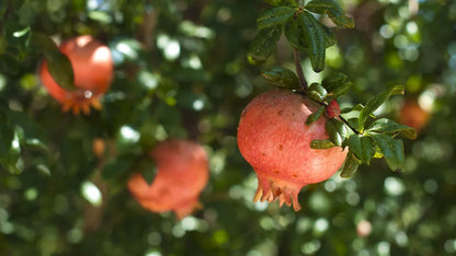Surh-Anor Russian Pomegranate (Punica granatum) seedling