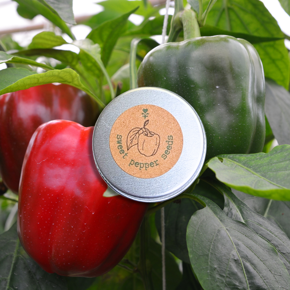 Organic Sweet Pepper Seeds (Cal Wonder)