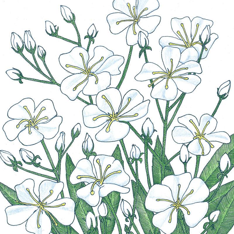 Baby's Breath (pack)