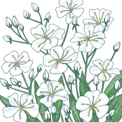 Baby's Breath (pack)