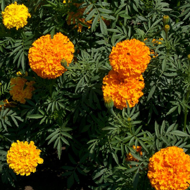 Marigold, African (1 lb)