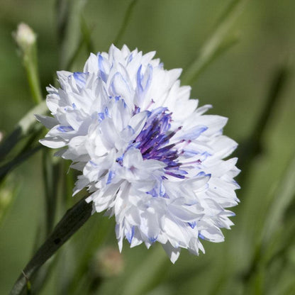 Bachelor Buttons Seed Pack