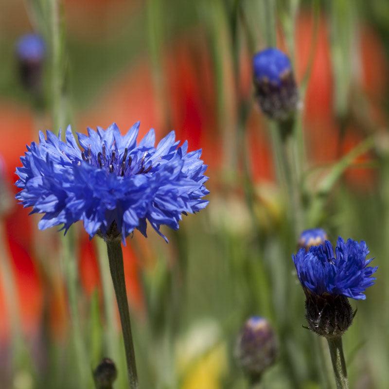 Bachelor Buttons Seed Pack