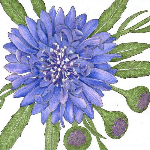 Bachelor Buttons Seed Pack