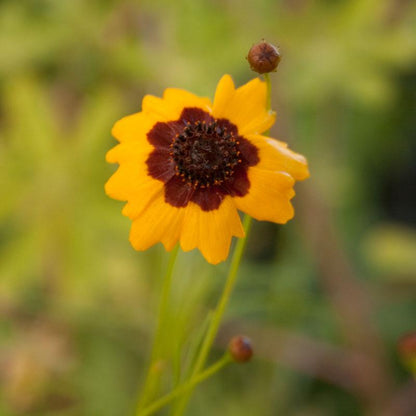 Coreopsis, Plains (pack)