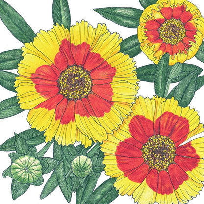 Coreopsis, Plains (pack)