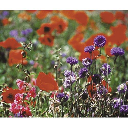 North American Shade Wildflower Mix (1 lb)
