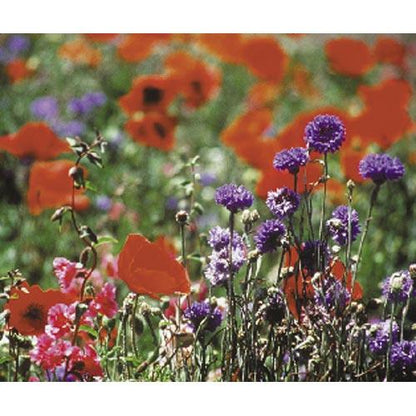 North American Shade Wildflower Mix (1 lb)