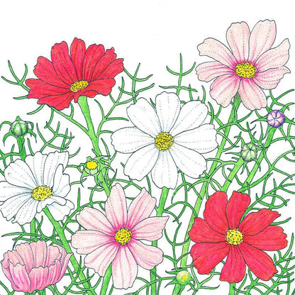 Cosmos, Sensation Mix (pack)