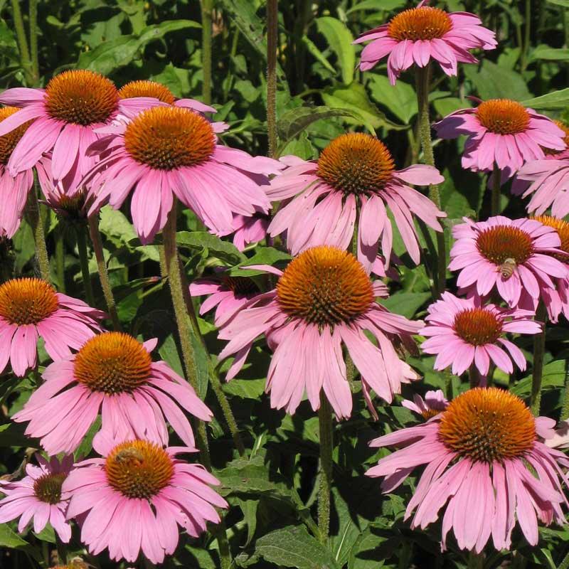Coneflower, Purple (1 lb)