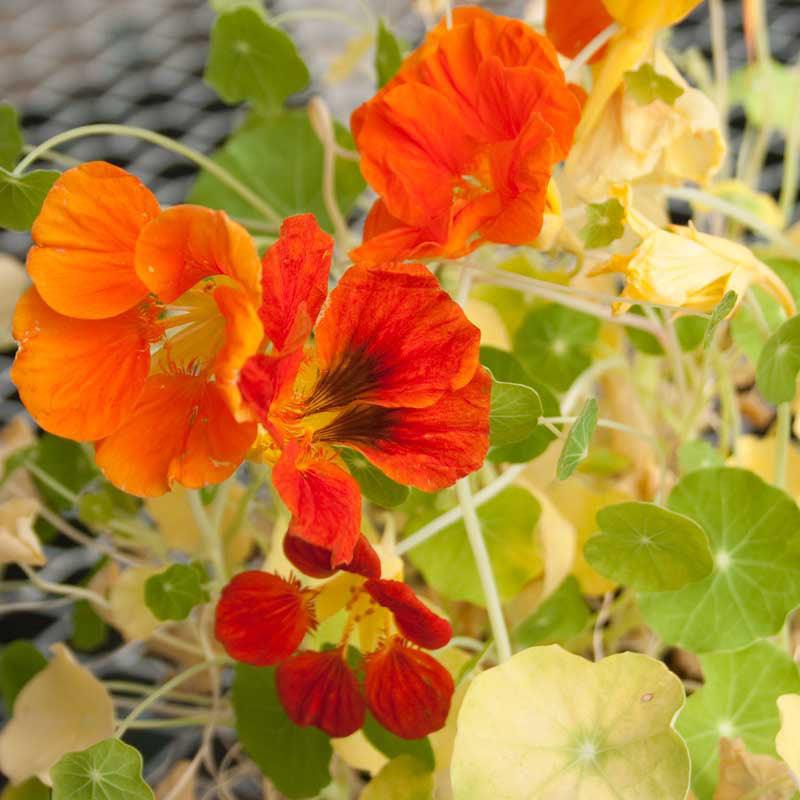 Nasturtium, Dwarf Jewel Mix (lb)