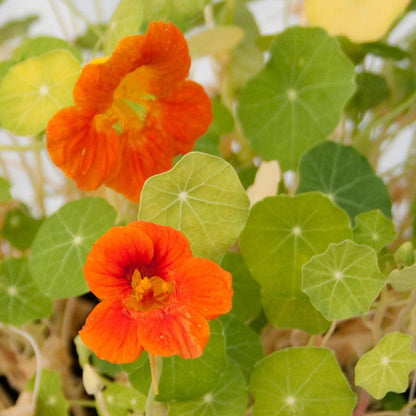 Nasturtium, Dwarf Jewel Mix (lb)