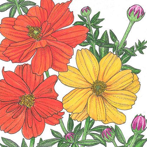 Cosmos, Bright Lights Mix (pack)