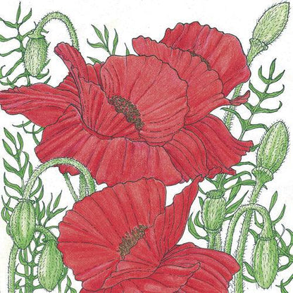 Corn Poppy