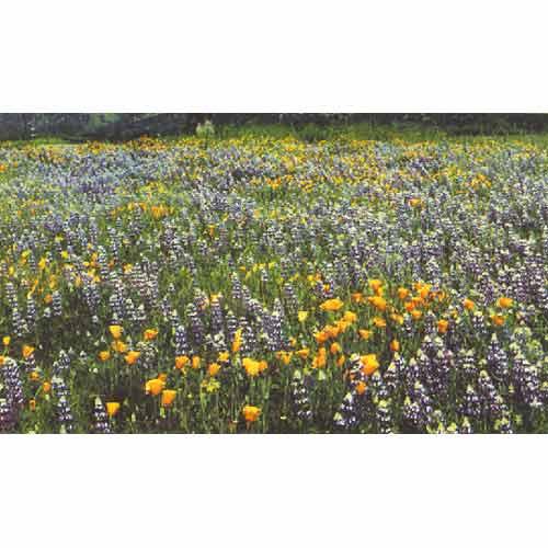California Native Blue & Gold Wildflower Mix (1/4 lb)