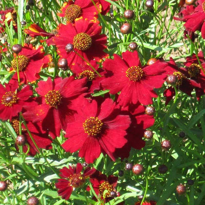 Coreopsis, Dwarf Plains Red (pack)