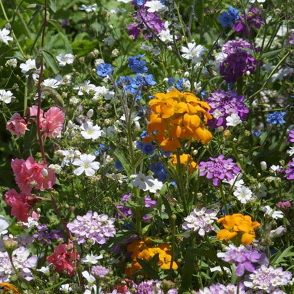 North American Shade Wildflower Mix (1 lb)
