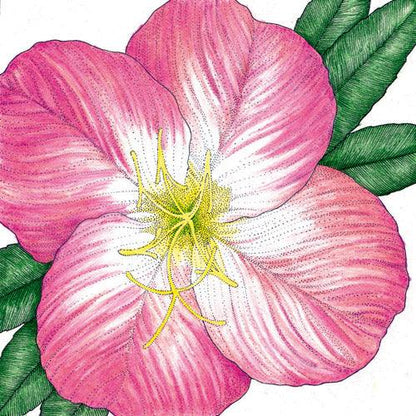 Evening Primrose, Showy (pack)