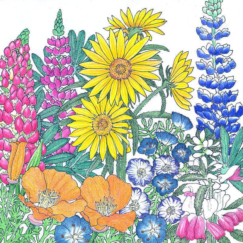 Regional Northwest Native Wildflower Mix (pack)