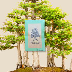 Taxodium Distichum 'Bald Cypress' Seeds