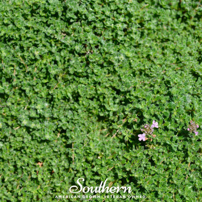 Wild Thyme – 100 Seeds