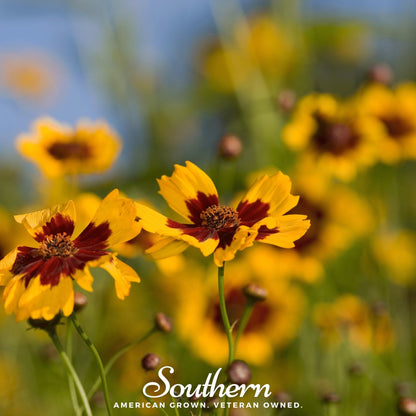 Golden Wave Tickseed – 100 Seeds