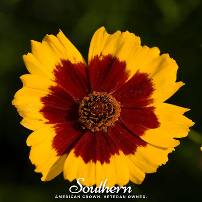 Golden Wave Tickseed – 100 Seeds