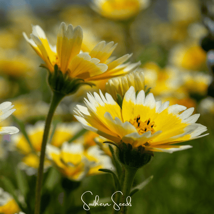 Tidy Tips – 100 Seeds