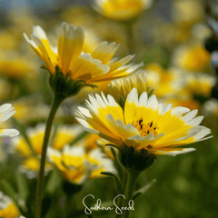 Tidy Tips – 100 Seeds