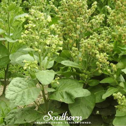 Hopi Tobacco – 100 Seeds
