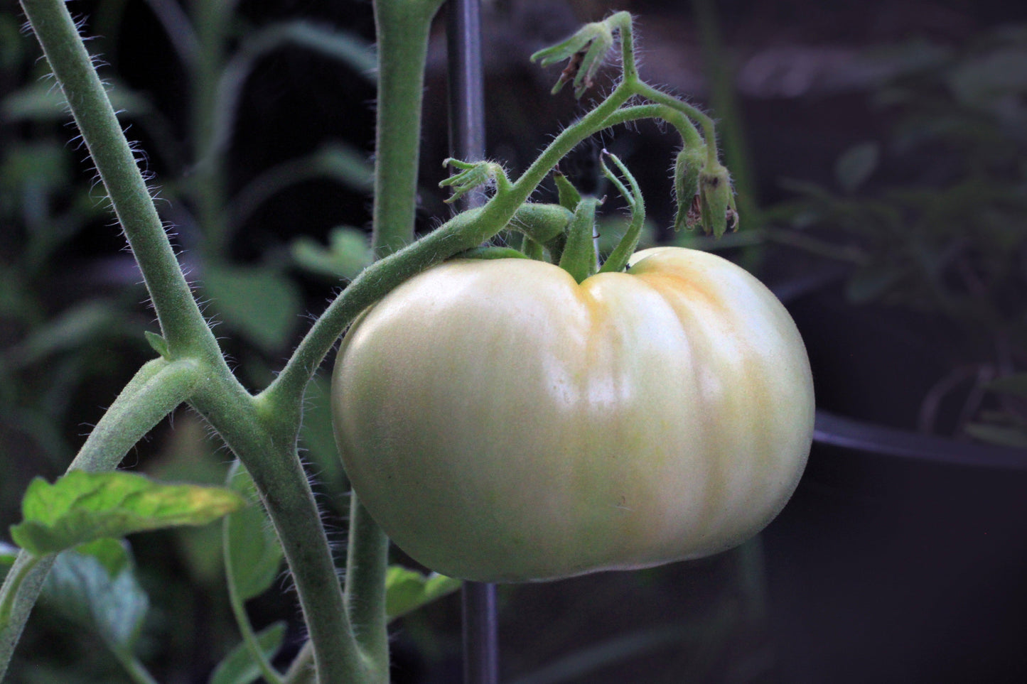 50 White Wonder Beefsteak Tomato (Lycopersicon) Seeds