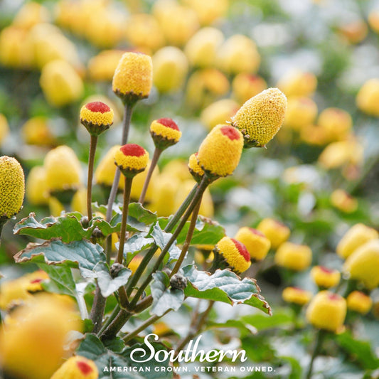 Toothache Plant – 50 Seeds