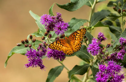 250 Common Ironweed (Vernonia Fasciculata) Seeds