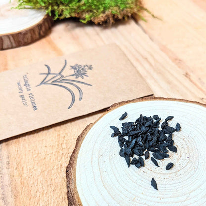 Tulbaghia Violacea "Society Garlic" Seeds