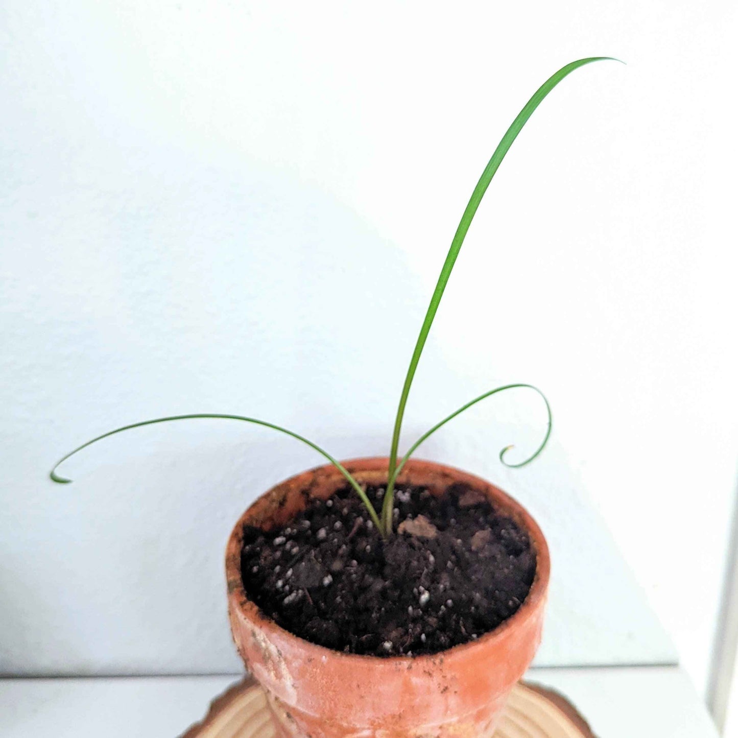 Tulbaghia Violacea "Society Garlic" Seeds