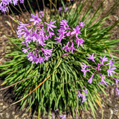 Tulbaghia Violacea "Society Garlic" Seeds