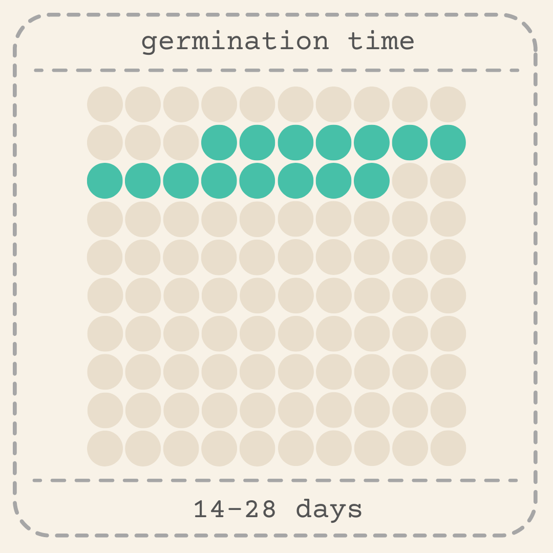 Tulbaghia Violacea "Society Garlic" Seeds