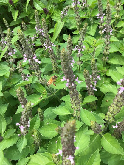 Tulsi Kapoor (Ocimum tenuiflorum) seedling