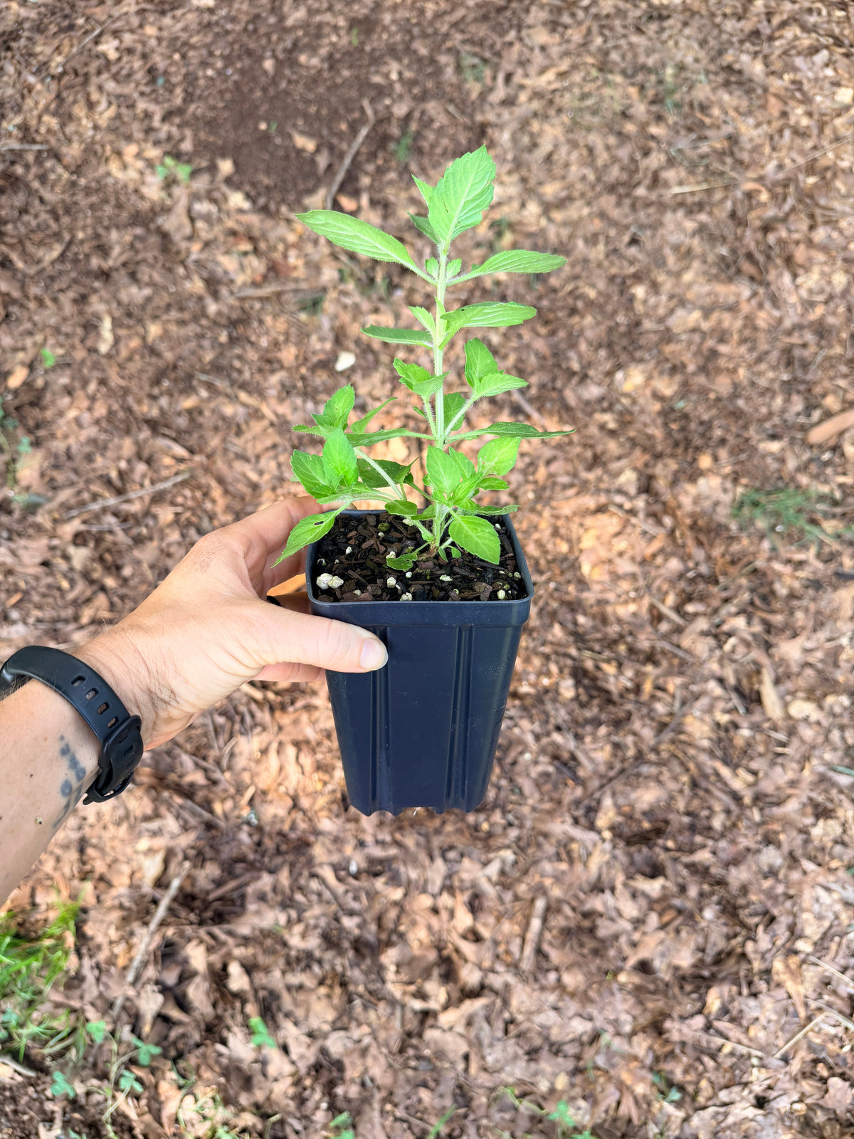Tulsi Kapoor (Ocimum tenuiflorum) seedling
