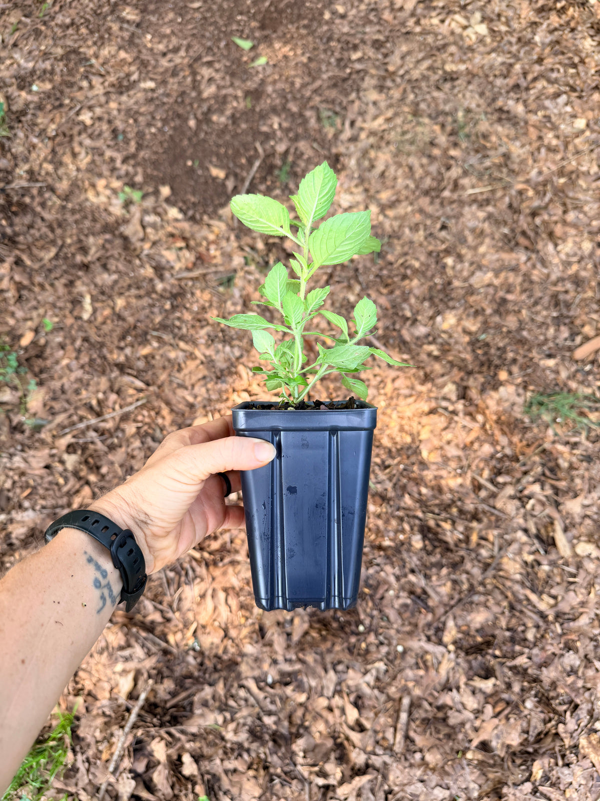 Tulsi Kapoor (Ocimum tenuiflorum) seedling