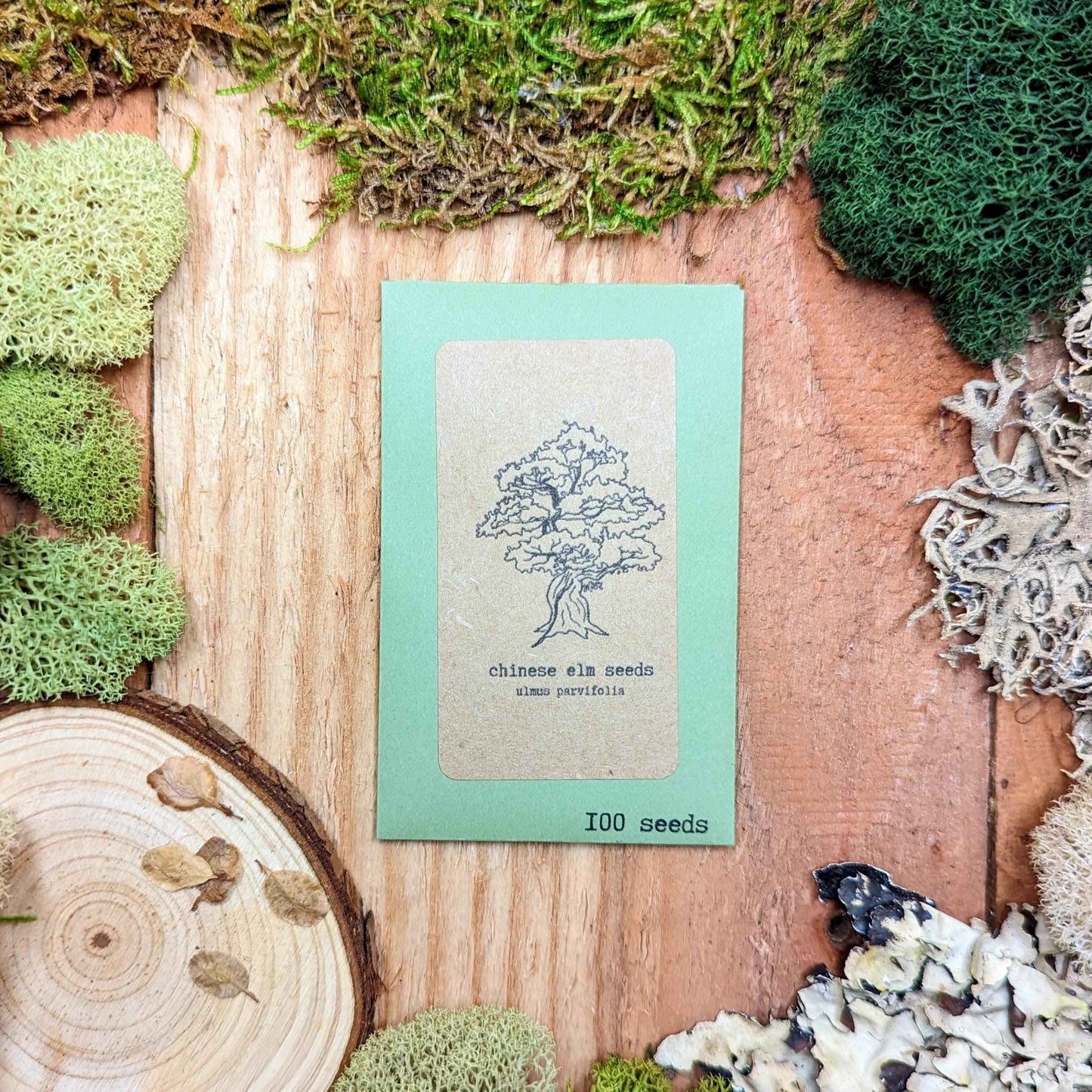 Ulmus Parvifolia 'Chinese Elm' Seeds